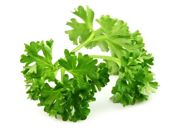 Twig of parsley — Stock Photo, Image