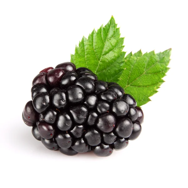 BlackBerry з листям — стокове фото