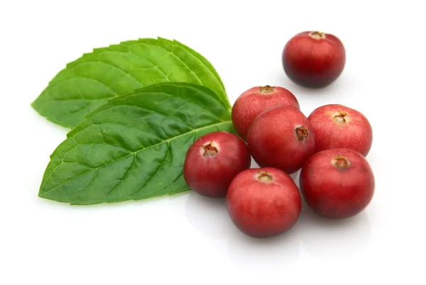 Cranberry with mint — Stock Photo, Image