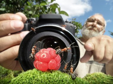 Macro photographer managing ants clipart
