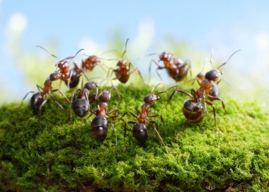 Team of ants, dance of hunters clipart