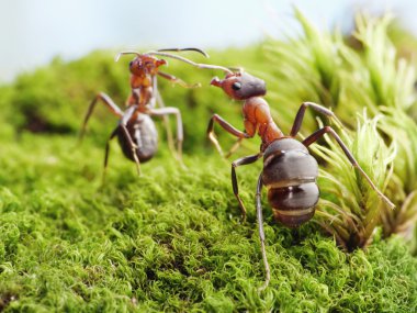 Ants conflict or fight clipart