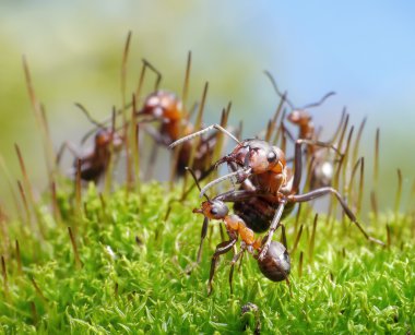 Ants protect little ones clipart