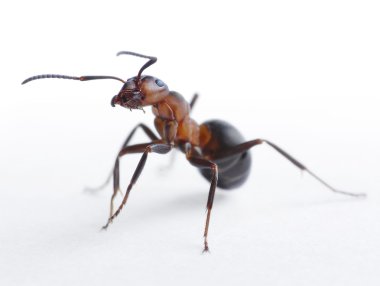 Ant formica rufa clipart