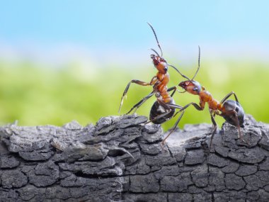 Ants formica rufa on bark, wildlife clipart