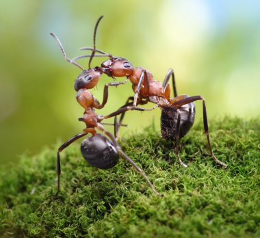 Two ants, warm dreetings clipart