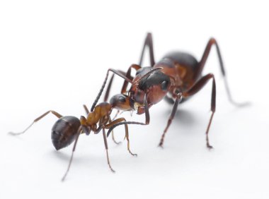 Ants feeding, formica rufa on chid care clipart