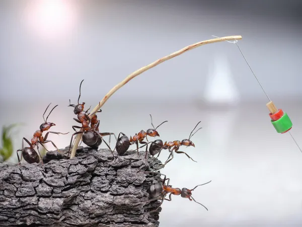 Equipo de pescadores hormigas pescando en el mar, trabajo en equipo — Foto de Stock