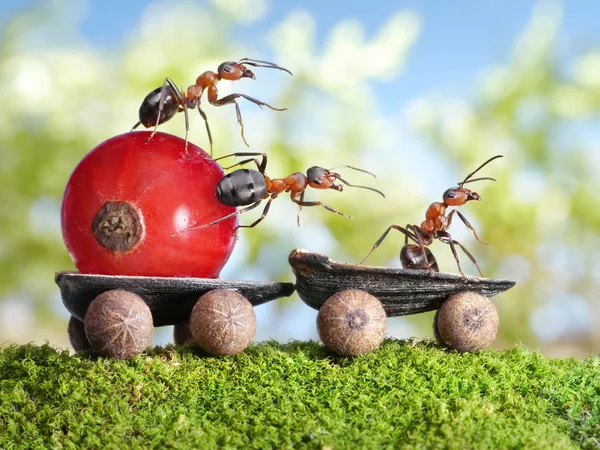 Ants deliver red currant with trailer of sunflower seeds — Stock Photo, Image