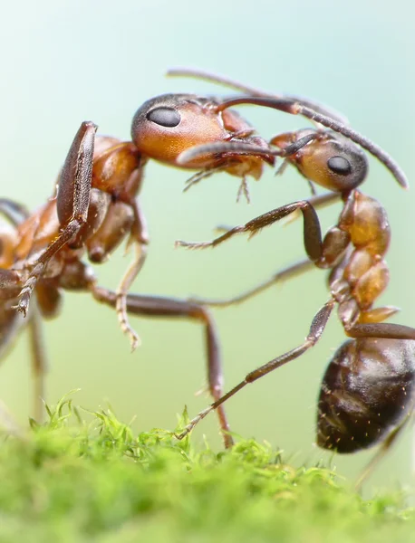 Mrówki, pojęcie miłości matki — Zdjęcie stockowe