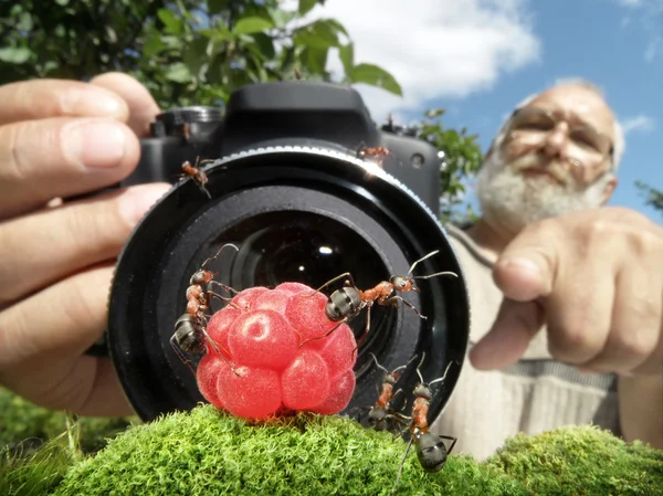Макрофотограф, управляющий муравьями — стоковое фото