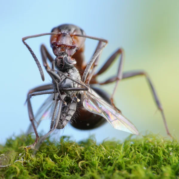 Formiga segurando o mosquito morto — Fotografia de Stock