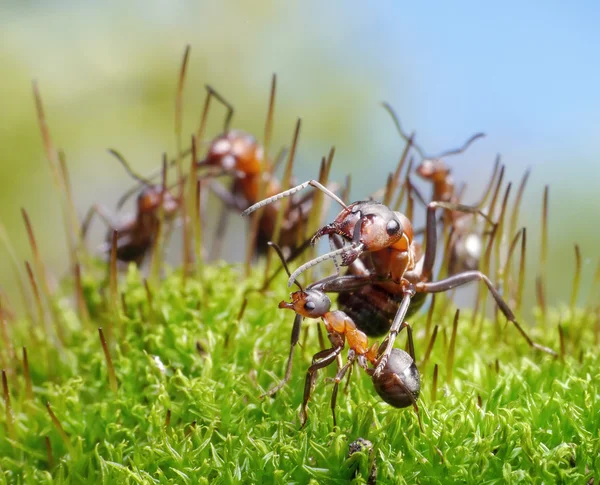 Ants protect little ones — Stock Photo, Image