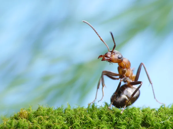 Formica de formiga rufa está interessado — Fotografia de Stock