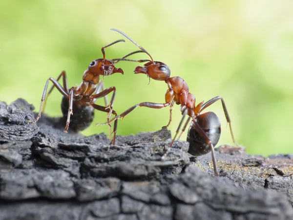 Kommunikation von Ameisen, Dialog, Links — Stockfoto