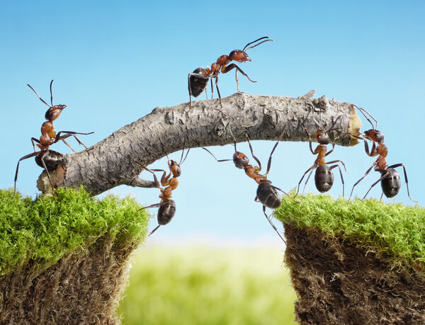 Team of ants constructing bridge, teamwork