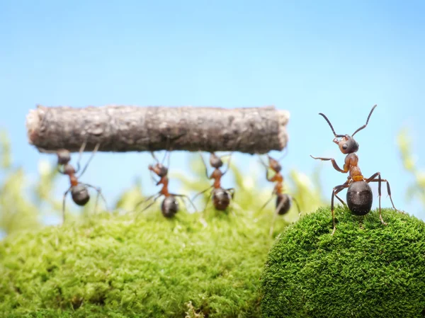 Μυρμήγκια, ομάδα εργασίας διαχείρισης — Φωτογραφία Αρχείου