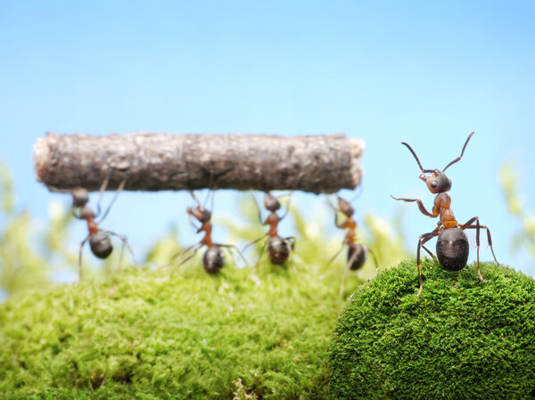 Ants, team work management