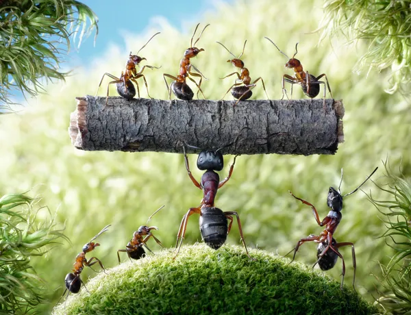 Могучий муравей Camponotus Herculeanus и муравьи Formica Rufa — стоковое фото