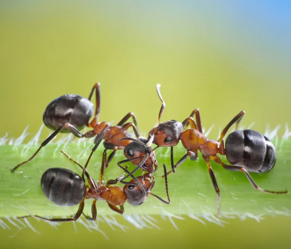 Три муравья заговор на траве — стоковое фото