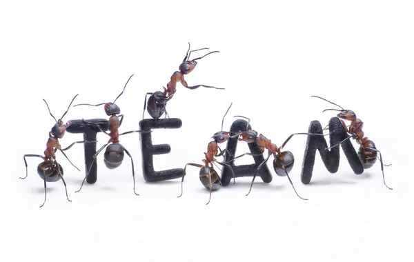 Formigas construindo equipe de palavras com letras, trabalho em equipe — Fotografia de Stock