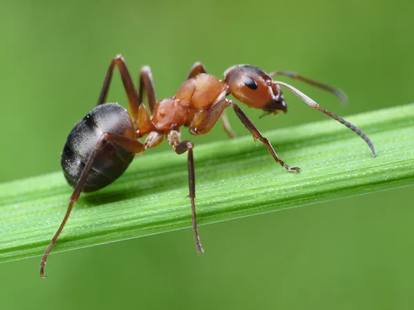 Mrówka na trawie — Zdjęcie stockowe