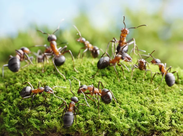 Hormigas conectadas con antenas para crear red de trabajo —  Fotos de Stock