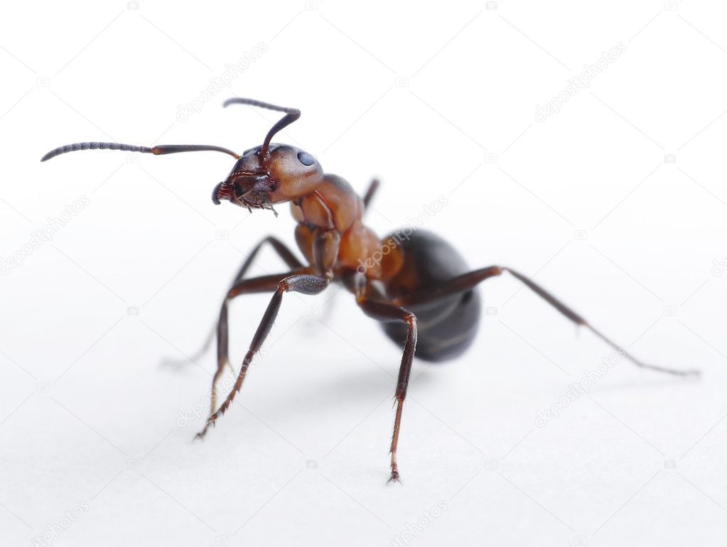 Ant formica rufa