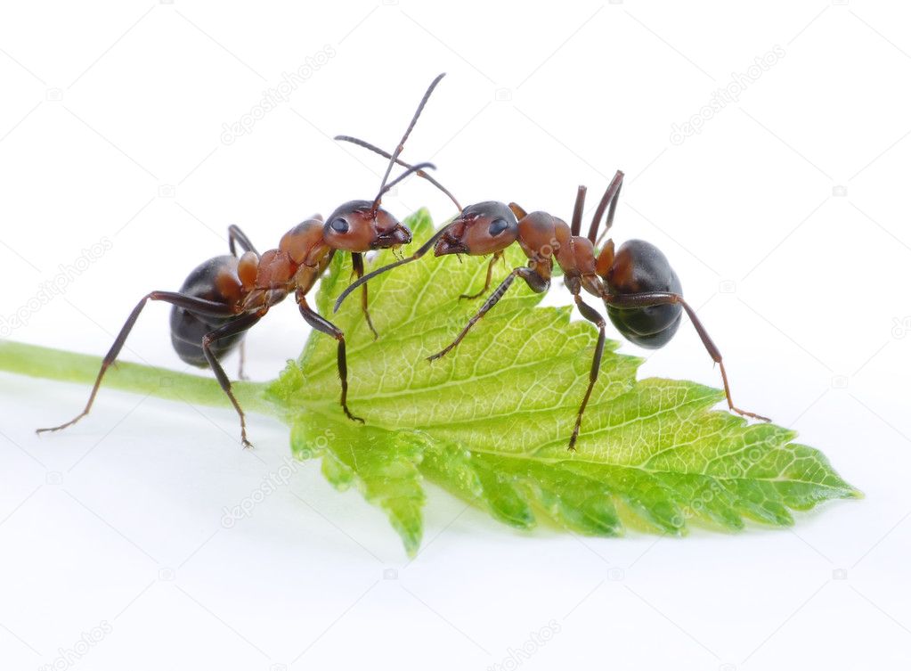 Two ants and green leaf