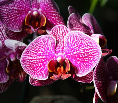 Güzel Mor Phalaenopsis Orkidesi