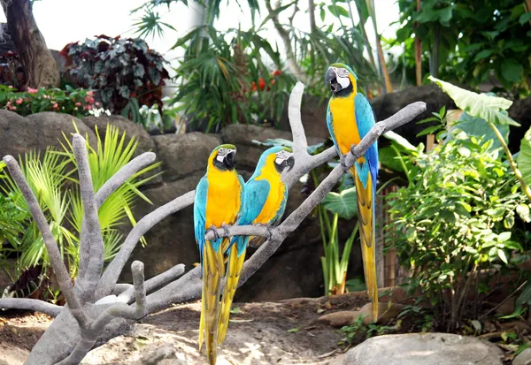 Tre färgglada papegojor sitter på grenen av ett träd — Stockfoto