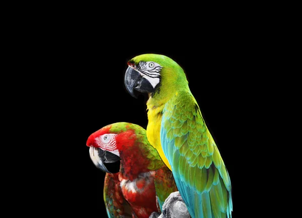 Два разноцветных попугая ара, выделенных на черном фоне . — стоковое фото