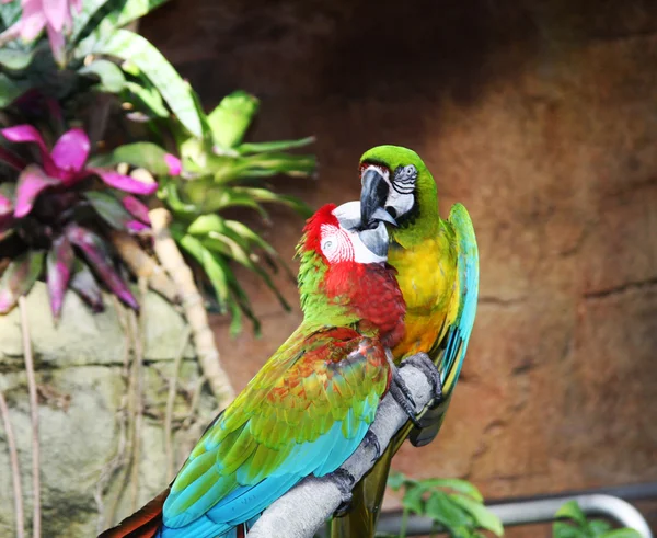 Два різнокольорових папуги сидять на гілці дерева і кізу — стокове фото