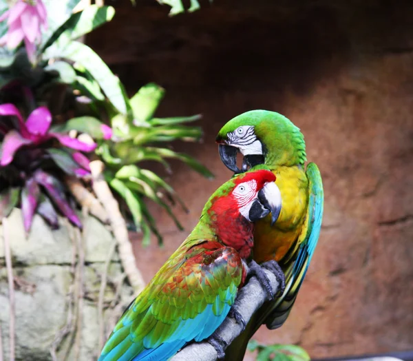 Два разноцветных попугая сидят на ветке — стоковое фото