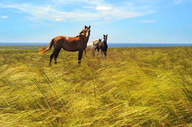 Herd of horses clipart