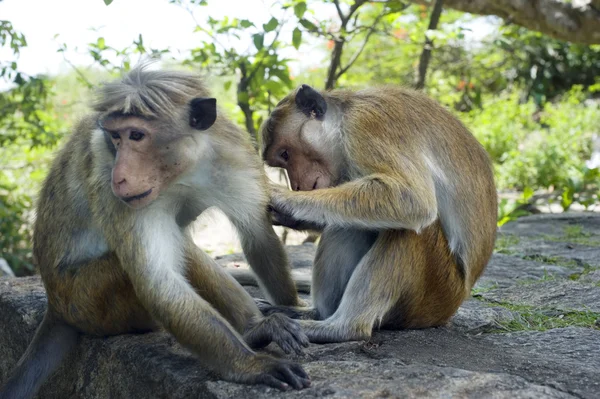 Two monkey — Stock Photo, Image