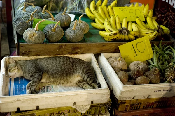 Macska alszik — Stock Fotó