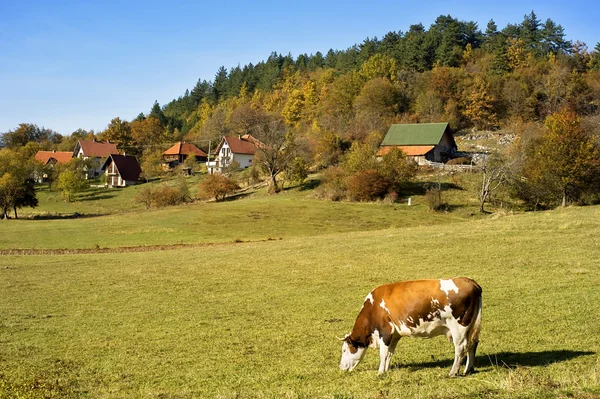 Mucca su un campo — Foto Stock