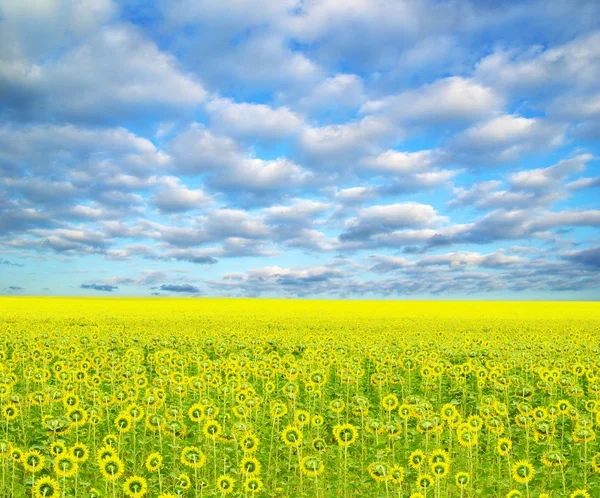 stock image Sunflower field