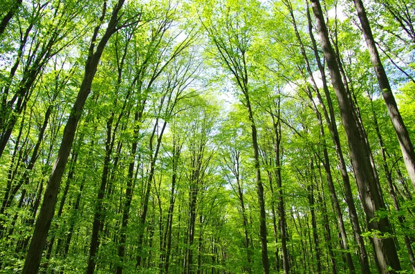 Bosque verde — Foto de Stock