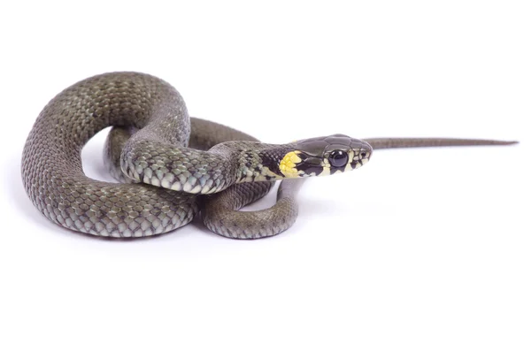 화이트에 뱀 — 스톡 사진