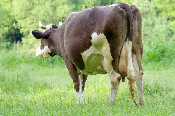 Krowy na łące — Zdjęcie stockowe