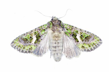 Moth on white clipart