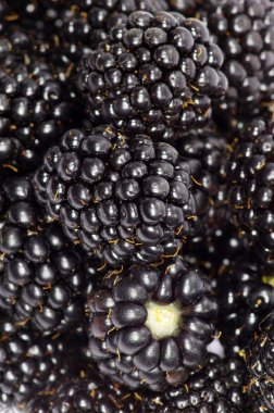 BlackBerry berry