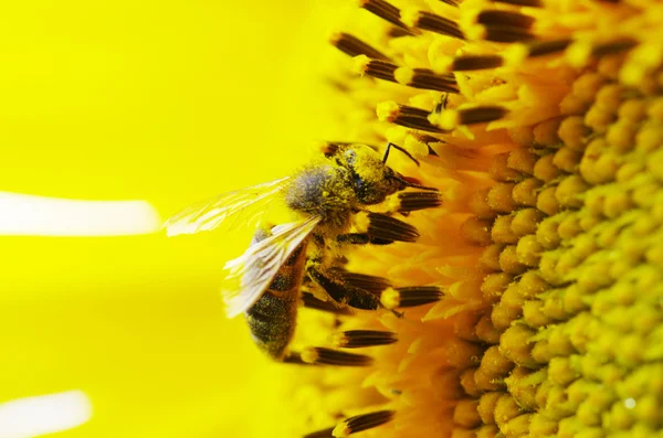 Biene auf der Blume — Stockfoto