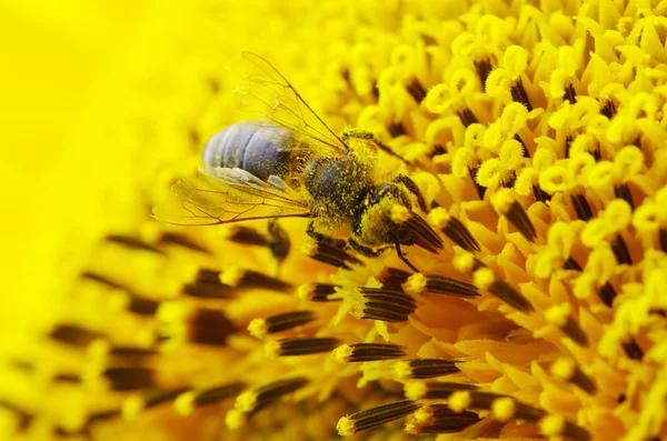 Včela na květu — Stock fotografie