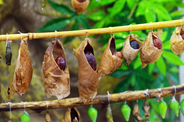 stock image Butterflies from cocoons