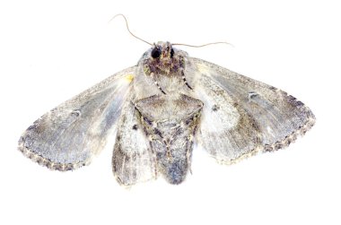 Moth on white clipart