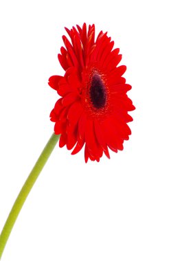 Gerbera