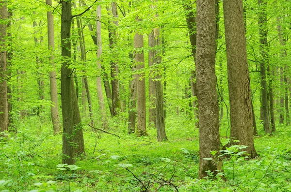 stock image Forest